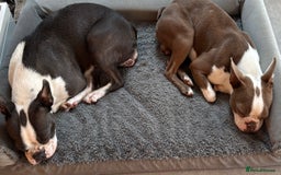 Boston Terrier dogs for sale: Stunning rainbow litter born 5/8/35 - Image 3