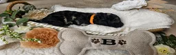 Cockapoo dogs for sale: Beautiful F1B blue merle miniature poodle  - Advert 8