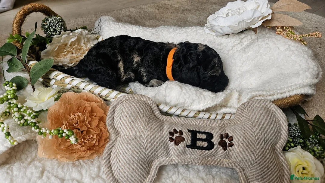 Cockapoo dogs for sale: Beautiful F1B blue merle miniature poodle  - Advert 40
