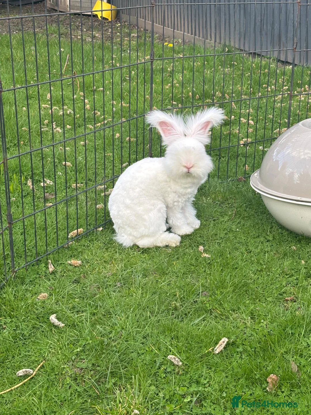 Angora rabbits for sale: Angora max faced bunny (buck)  - Advert 2