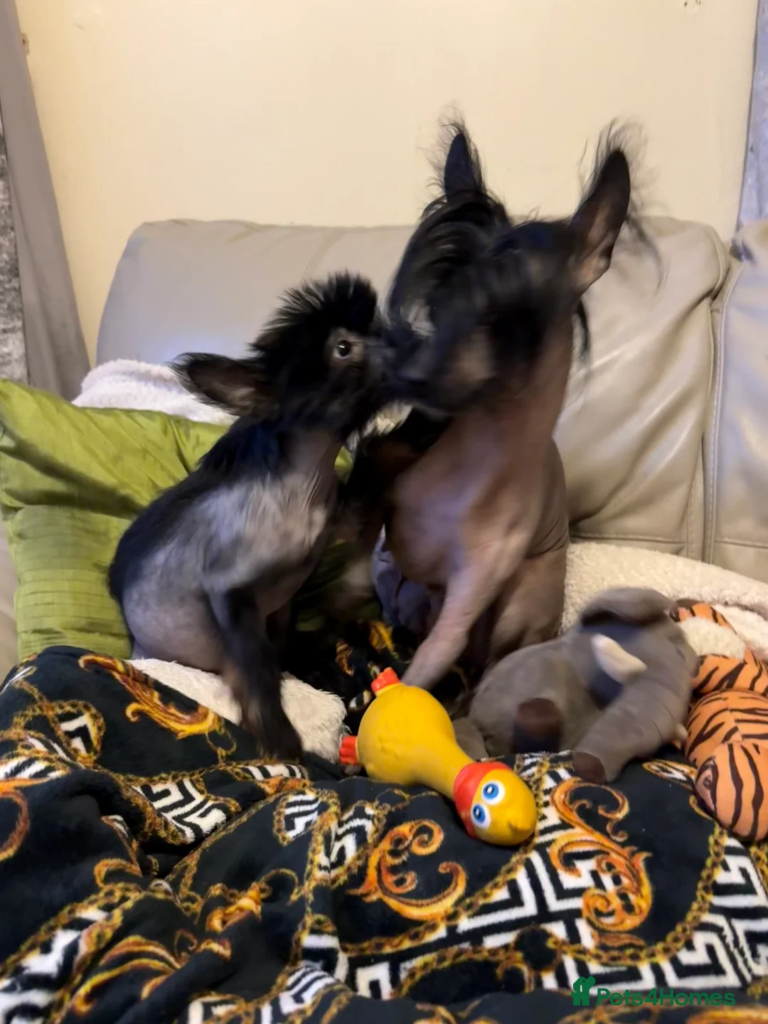 Chinese Crested dogs for sale: 5 Baby Chinese Crested Seeking Their Forever Homes - Advert 7