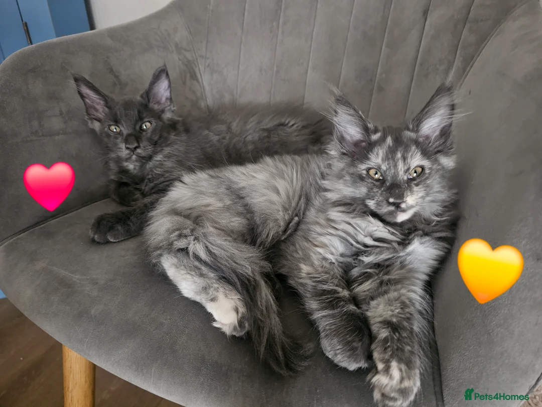 Maine Coon cats for sale: Exceptional Pedigree Maine Coon Kittens - Advert 34