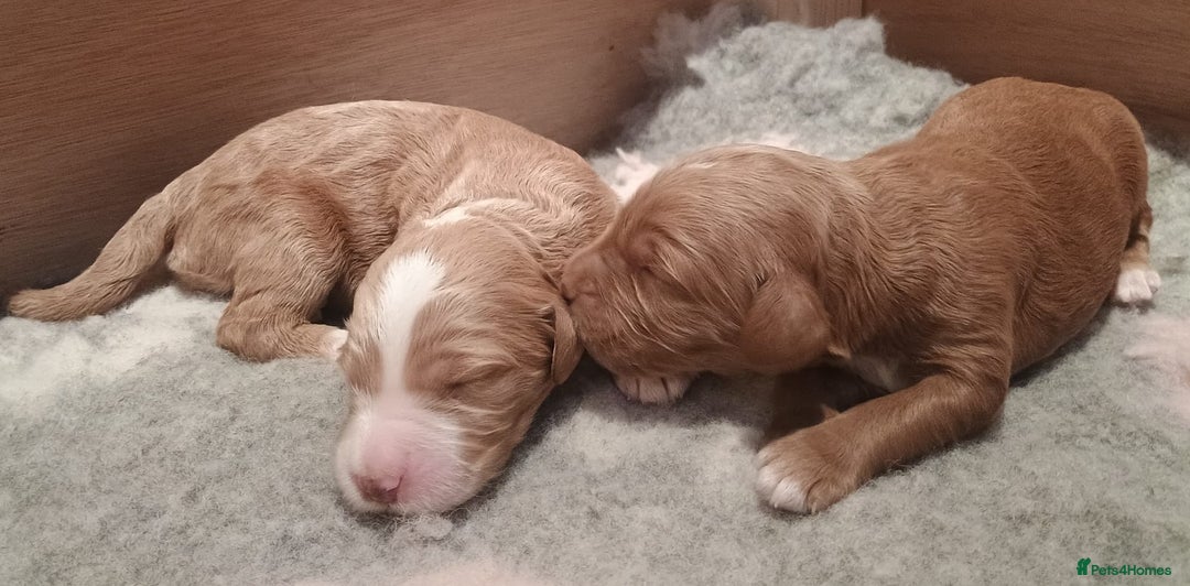 Mixed Breed dogs for sale: Australian doubledoodle puppies - Image 8