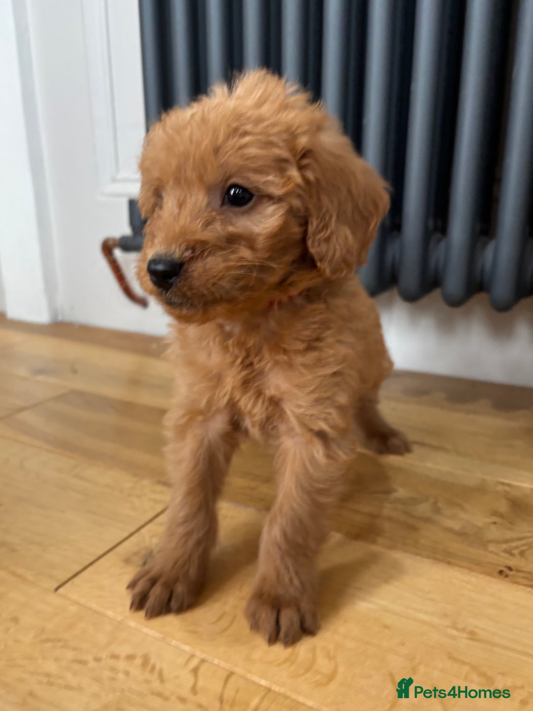 Labradoodle dogs for sale: ⭐️ Stunning F1b Labradoodle Puppies KC Parents ⭐️ - Image 9