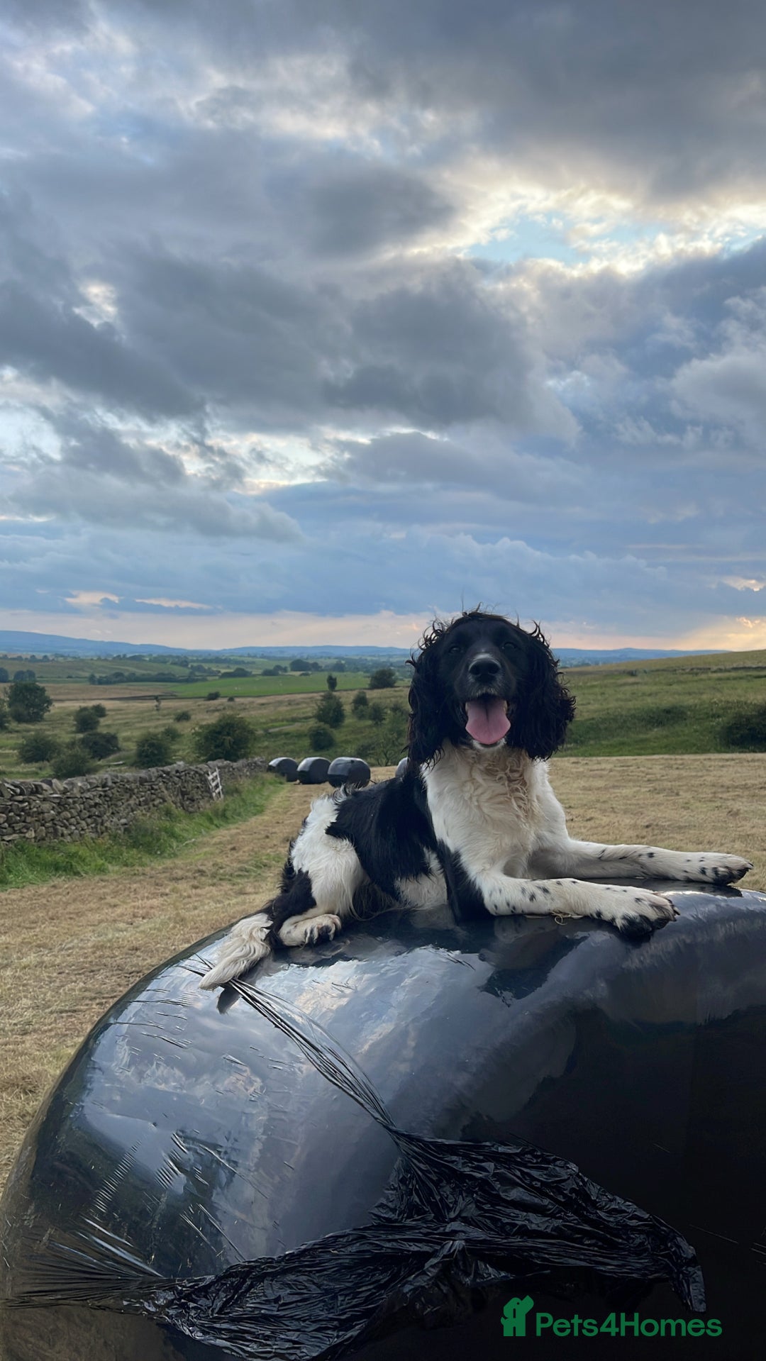 Sprollie dogs for sale: Sprollies looking for homes  - Advert 6