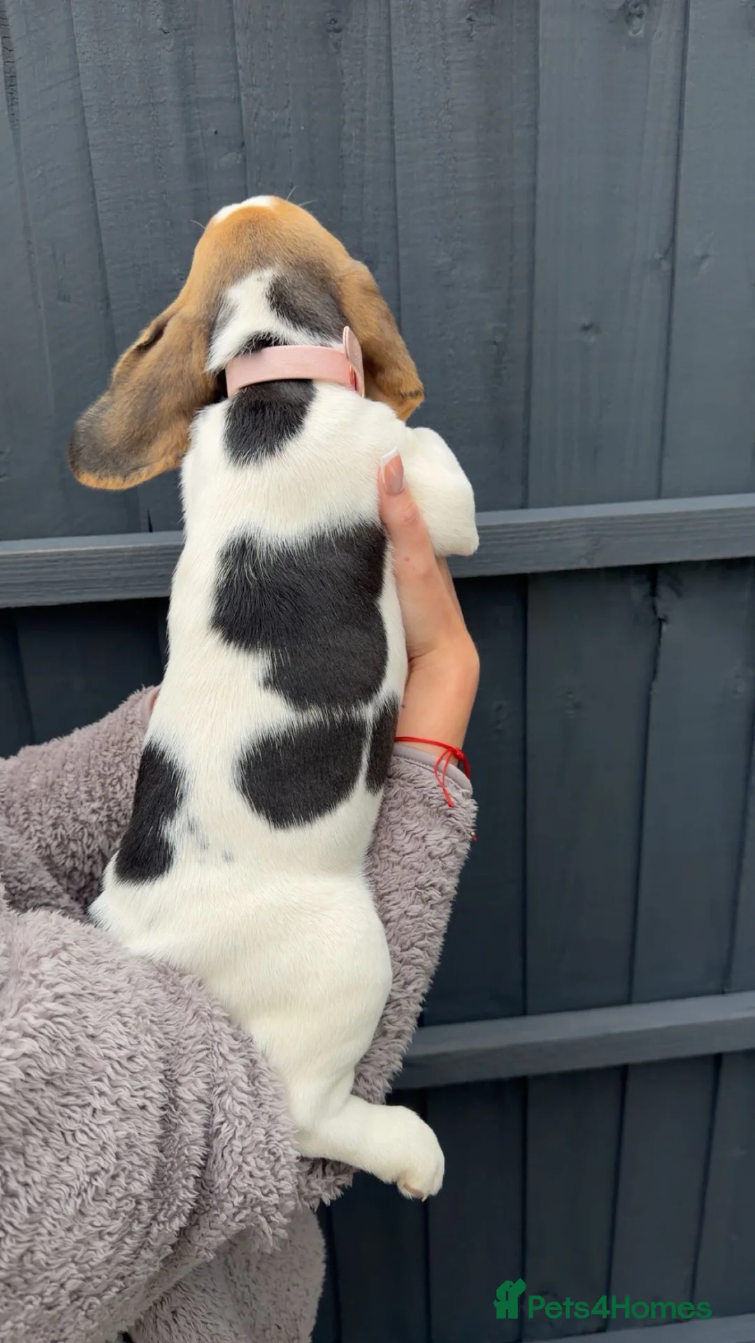 Beagle dogs for sale: KC registered Beagle puppies 🐶  - Advert 2
