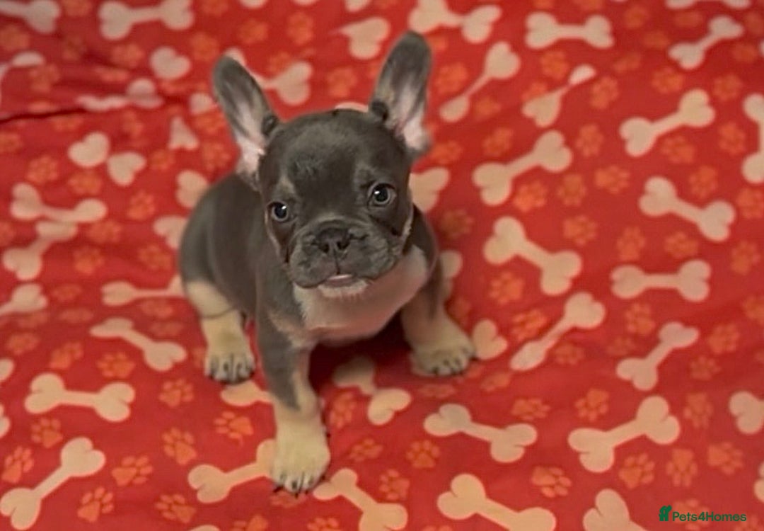 French Bulldog dogs for sale: 💕🐾 Stunning French bulldogs 🐾💕 - Advert 29