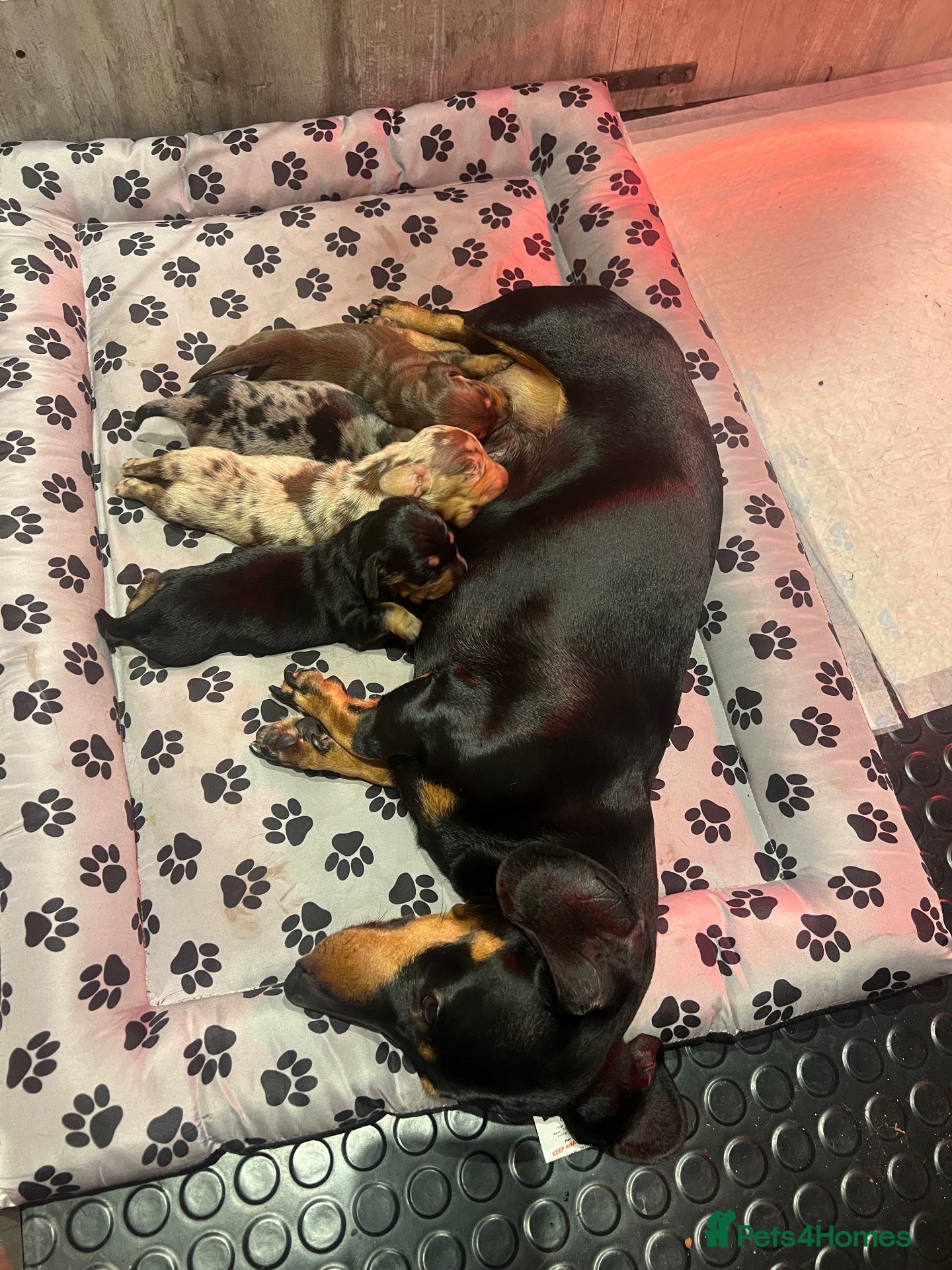 Miniature Dachshund dogs Champion line miniature dachshunds KC REG PRACLEAR - Advert 2