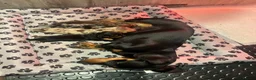 Miniature Dachshund dogs for sale: Champion line miniature dachshunds KC REG PRACLEAR - Advert 2