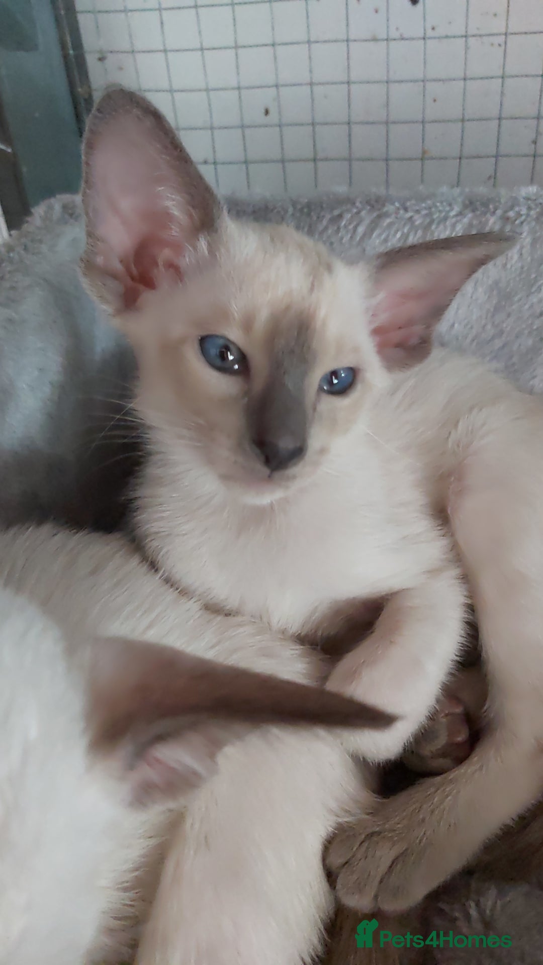 Oriental cats for sale: Full Pedigree Oriental 6 Kittens XL size ears GCCF - Image 23