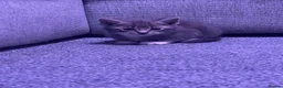 Mixed Breed cats for sale: Beautiful kittens  - Advert 3