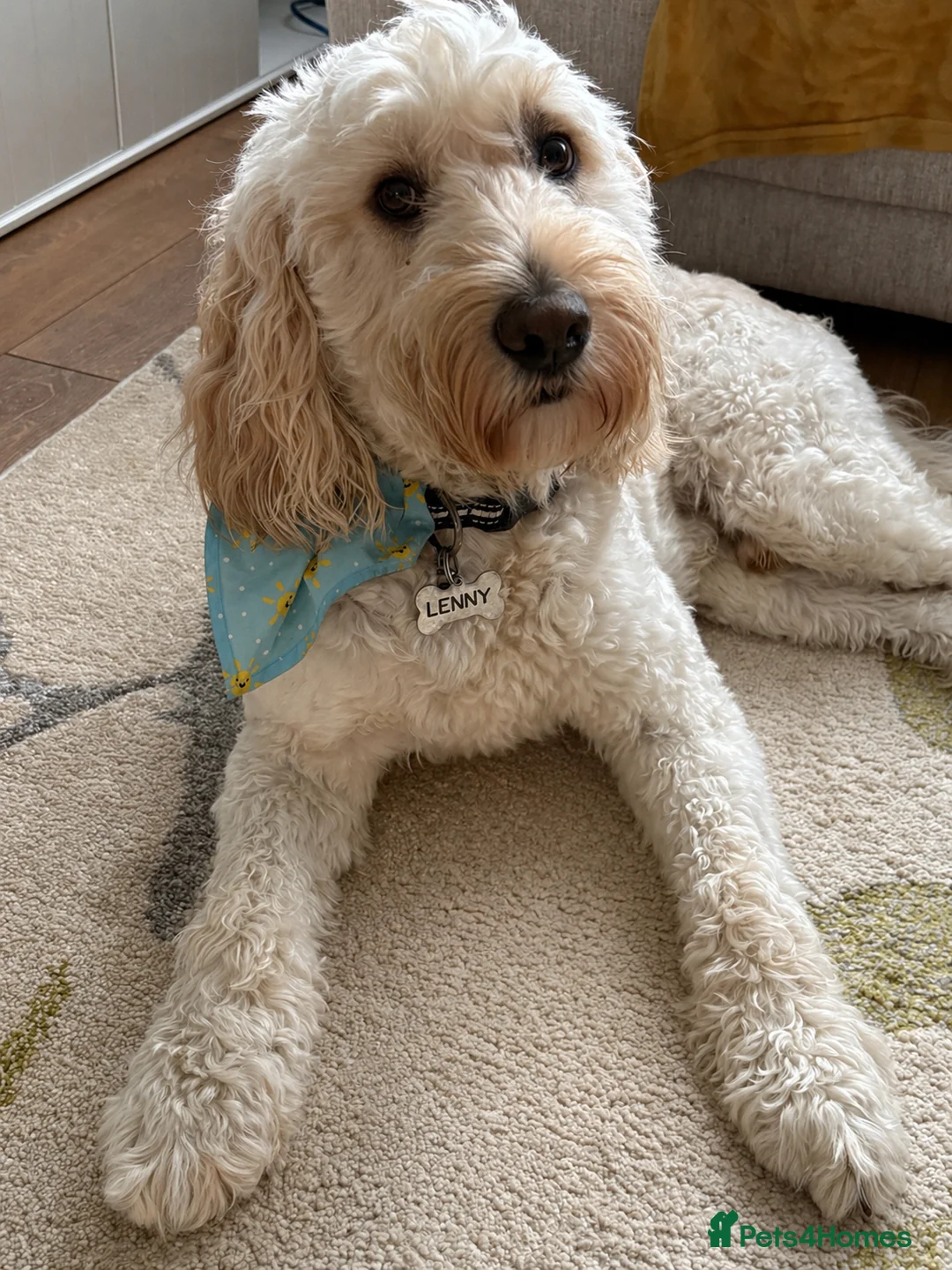 Labradoodle dogs for stud: Labradoodle Stud  in Thornton-Cleveleys - Advert 2