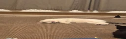 Mixed Breed cats for sale: Clipper in Leicester - Advert 6
