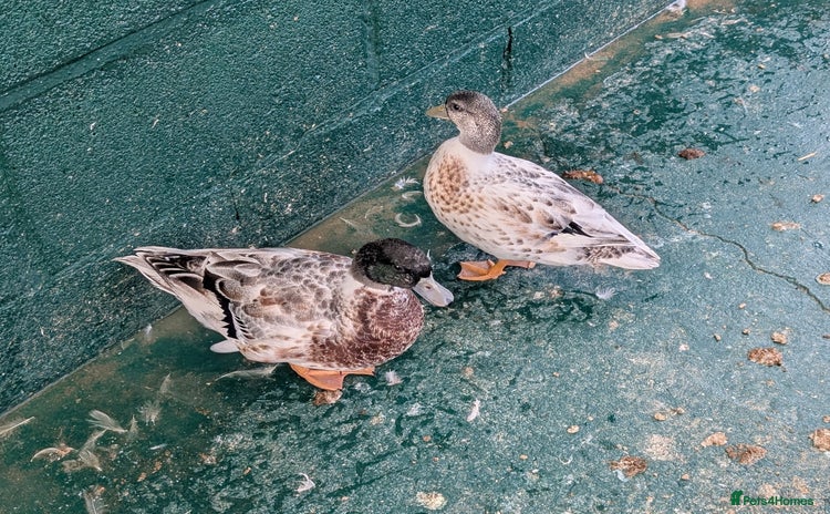 Ducks poultry - Advert 2