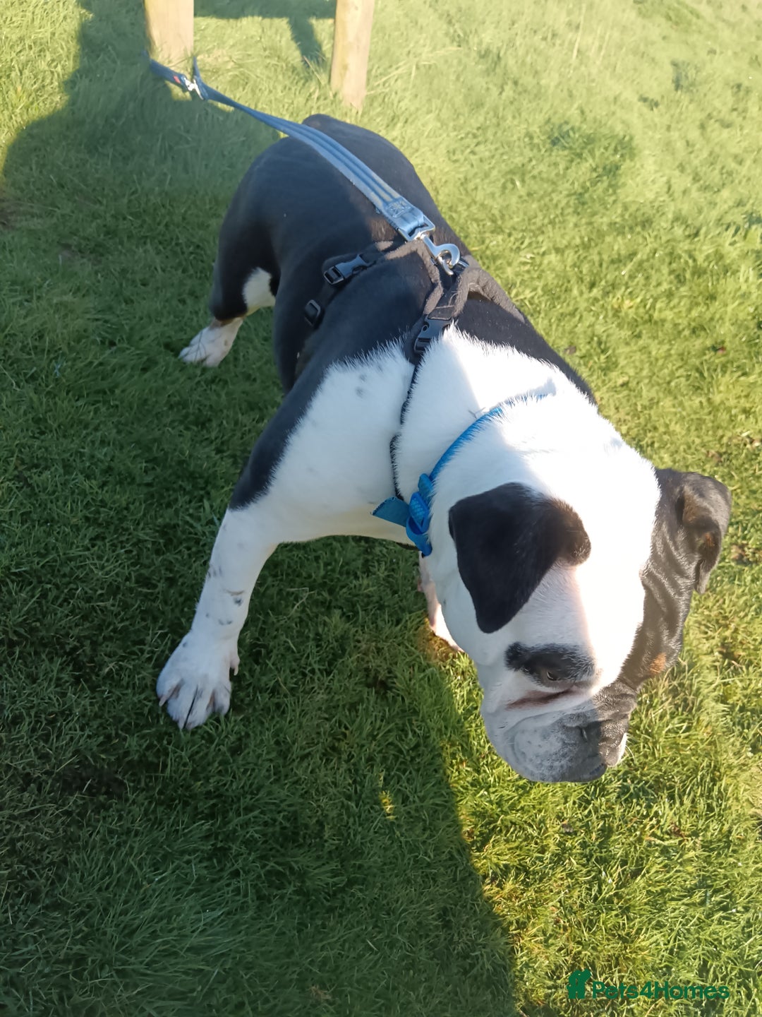 English Bulldog dogs for sale: Frank - Advert 6