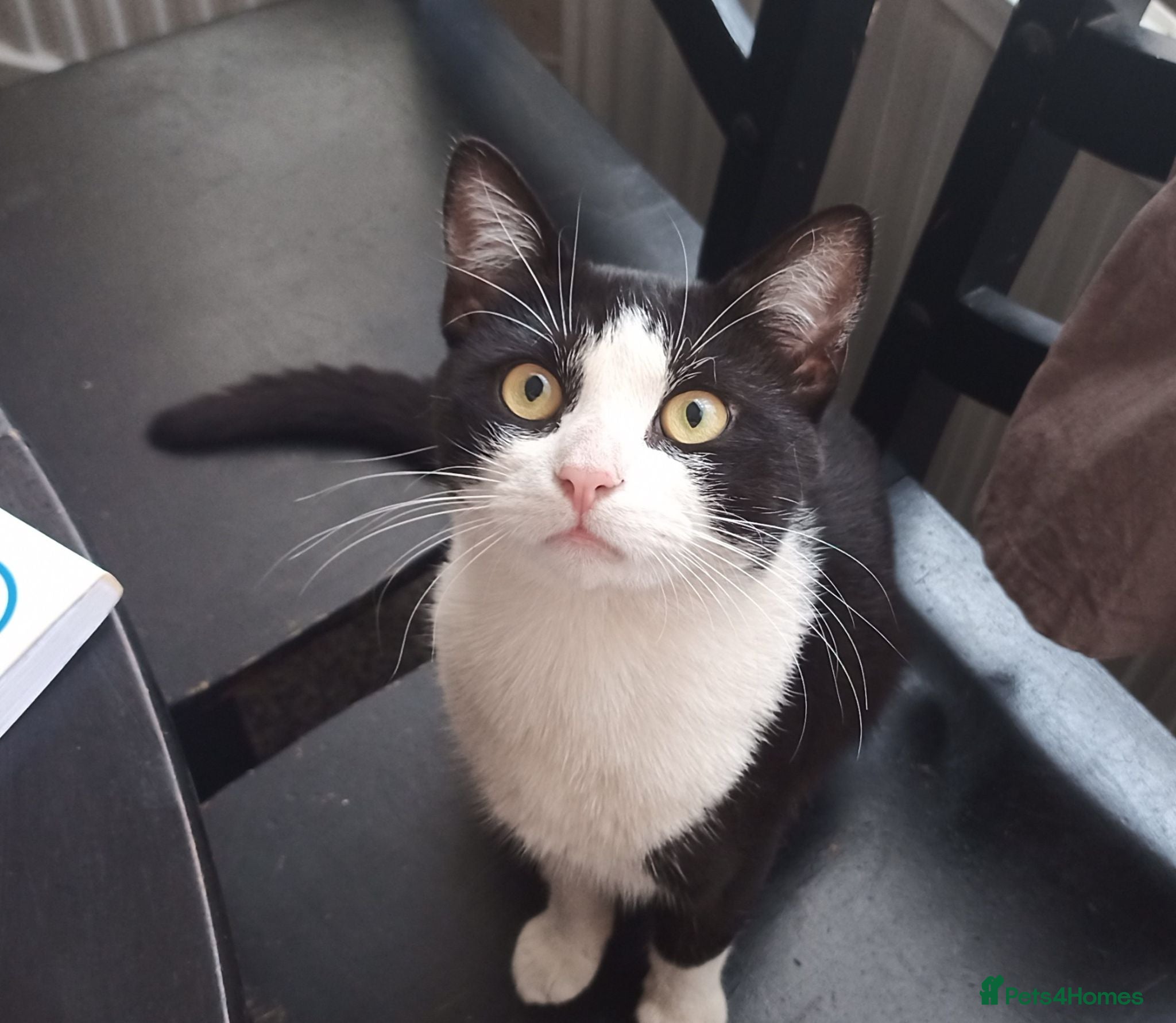 Siberian cats (£0) 1-Year-Old Tuxedo Cat for Adoption 🖤🤍 - Advert 15