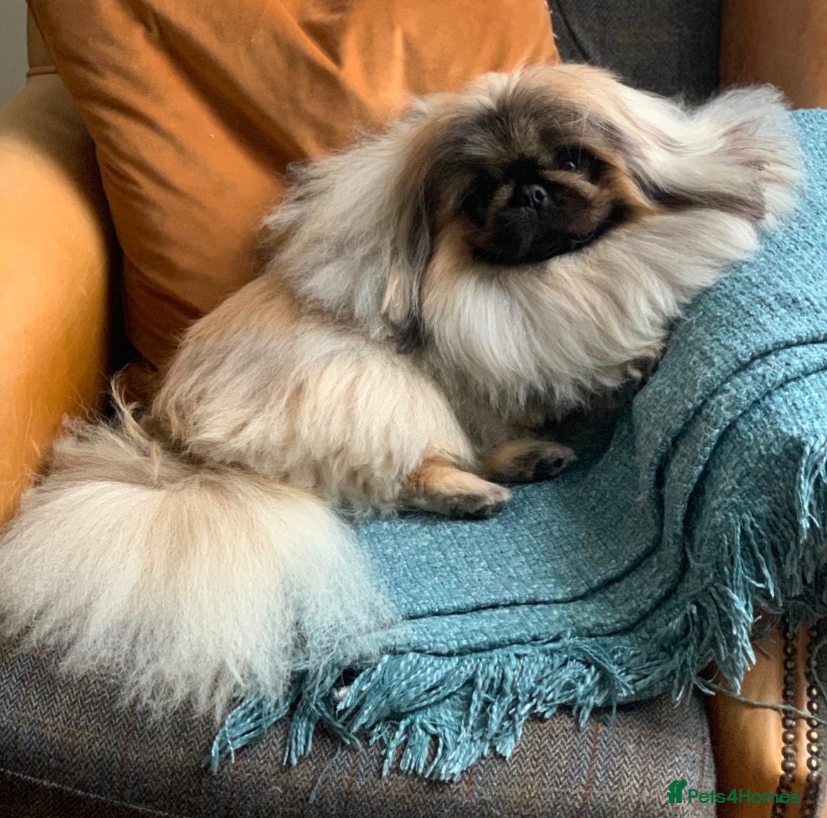 Pekingese dogs KC registered Pekingese for Stud (Not for sale) - Advert 6