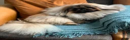 Pekingese dogs for stud: PROVEN KC registered Pekingese Stud (Not for sale) - Advert 1