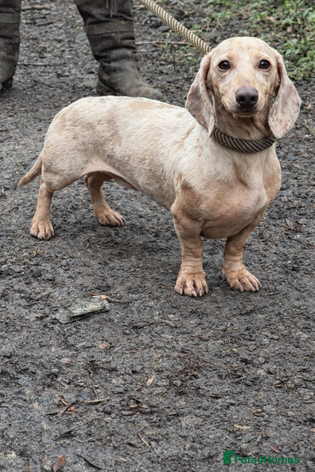 Miniature Dachshund dogs for stud: LH Carrier Isabella & Tan Dapple  - Advert 2