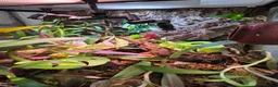 Gecko reptiles for sale: Mourning geckos and enclosure  - Advert 3