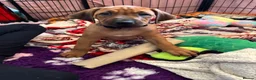 Rhodesian Ridgeback dogs for sale: Exceptionally Health Tested KC Ridgeback Puppies - Advert 25