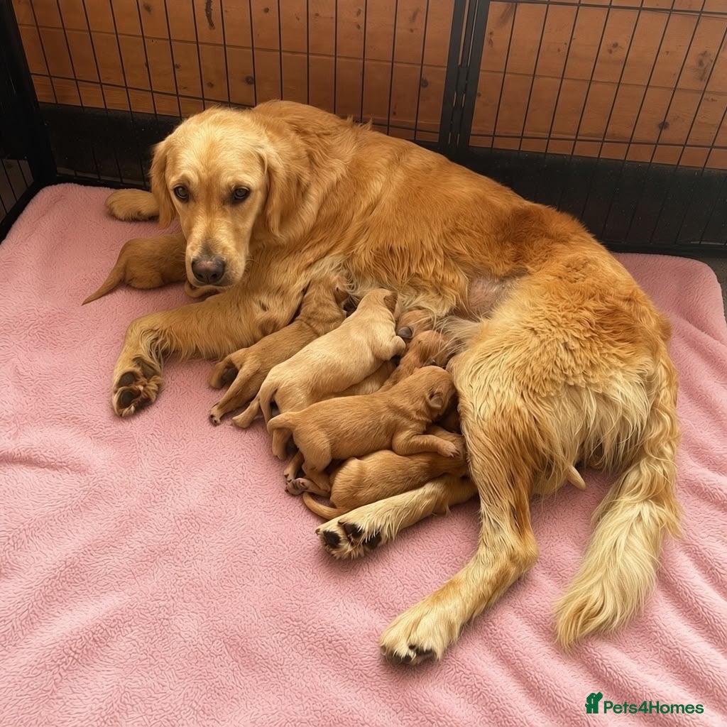 Golden Retriever dogs Golden Retriever Puppies – KC Registered Litter 🐾 - Advert 1
