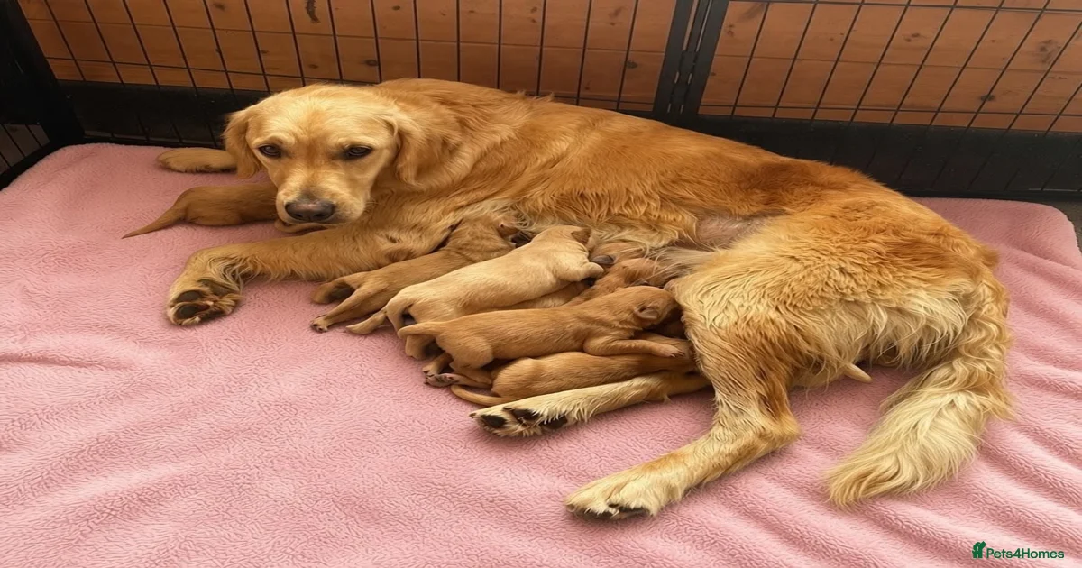 Golden Retriever Puppies for sale in Kidlington, Oxfordshire | Pets4Homes