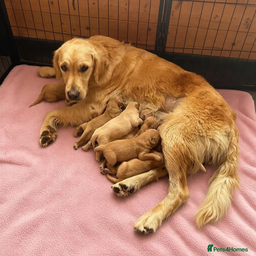 Golden Retriever dogs for sale: Golden Retriever Puppies – KC Registered Litter 🐾 in Maidenhead - Advert 1