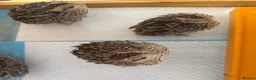Quail poultry for sale: Mearns Quail Chicks - Advert 6