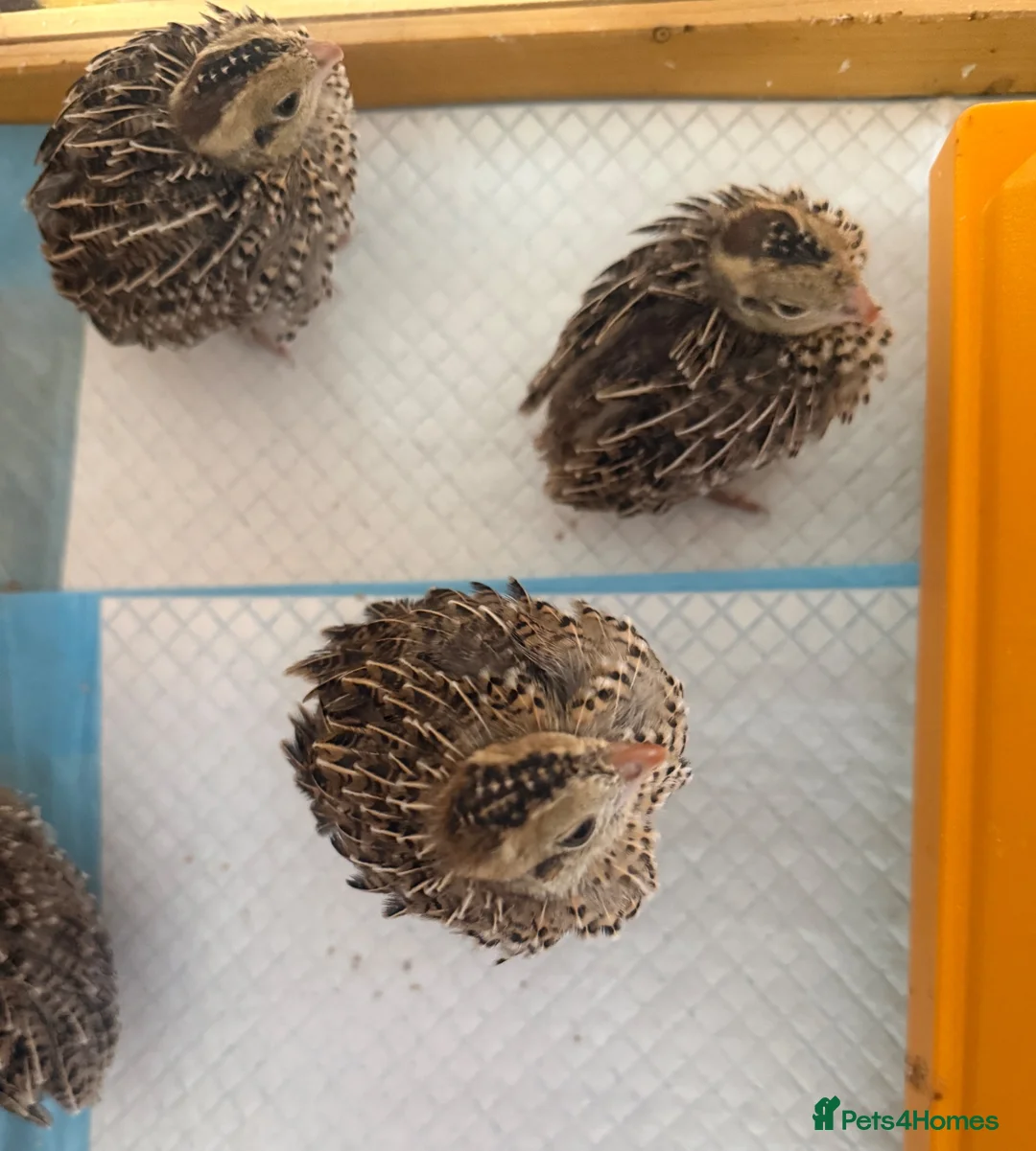 Quail poultry for sale: Mearns Quail Chicks - Advert 6