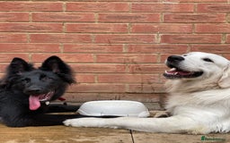 Golden Retriever dogs for stud: KC English Cream Golden Retriever Stud - Image 9