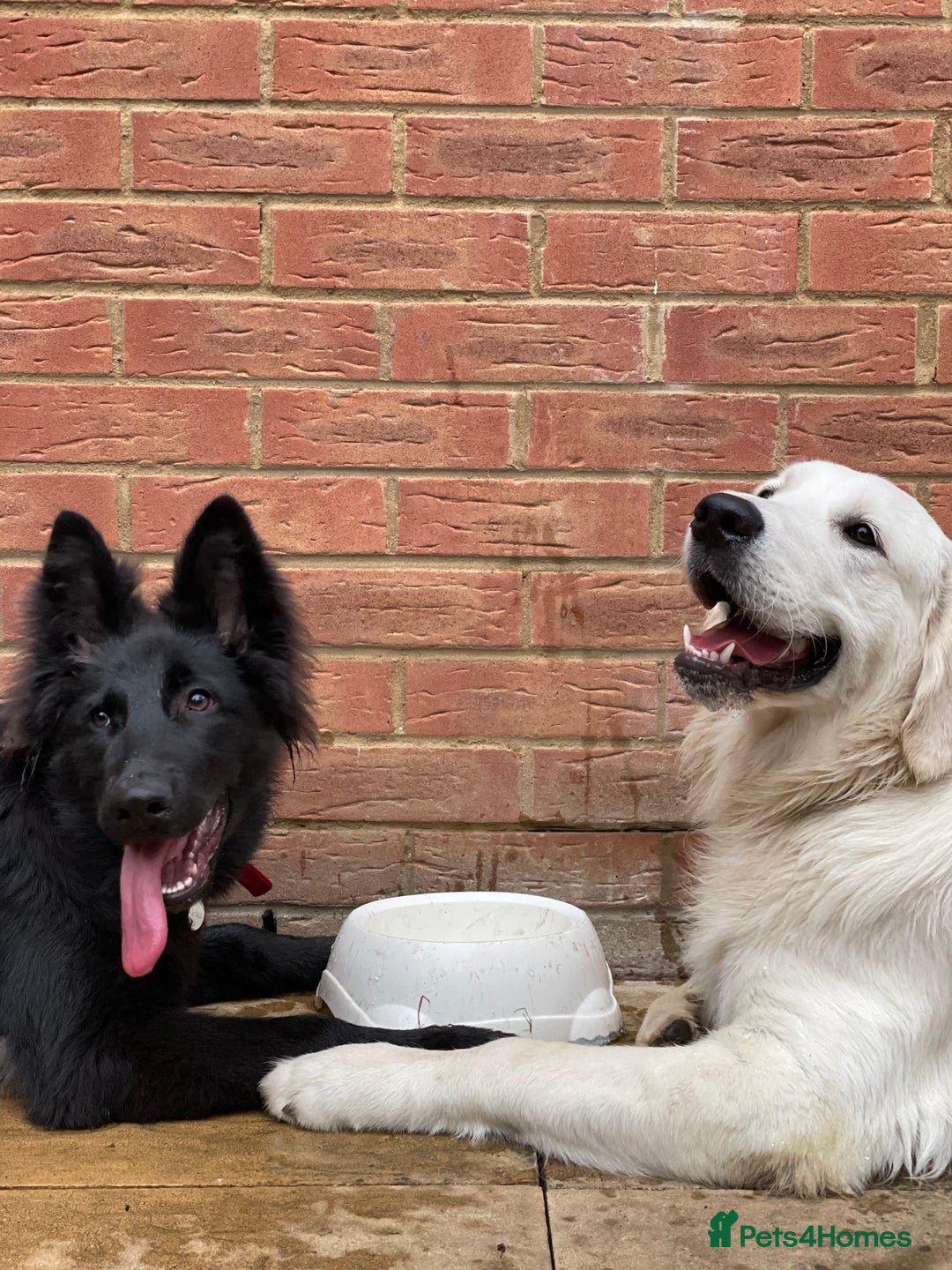 Golden Retriever dogs for stud: KC English Cream Golden Retriever Stud - Image 9