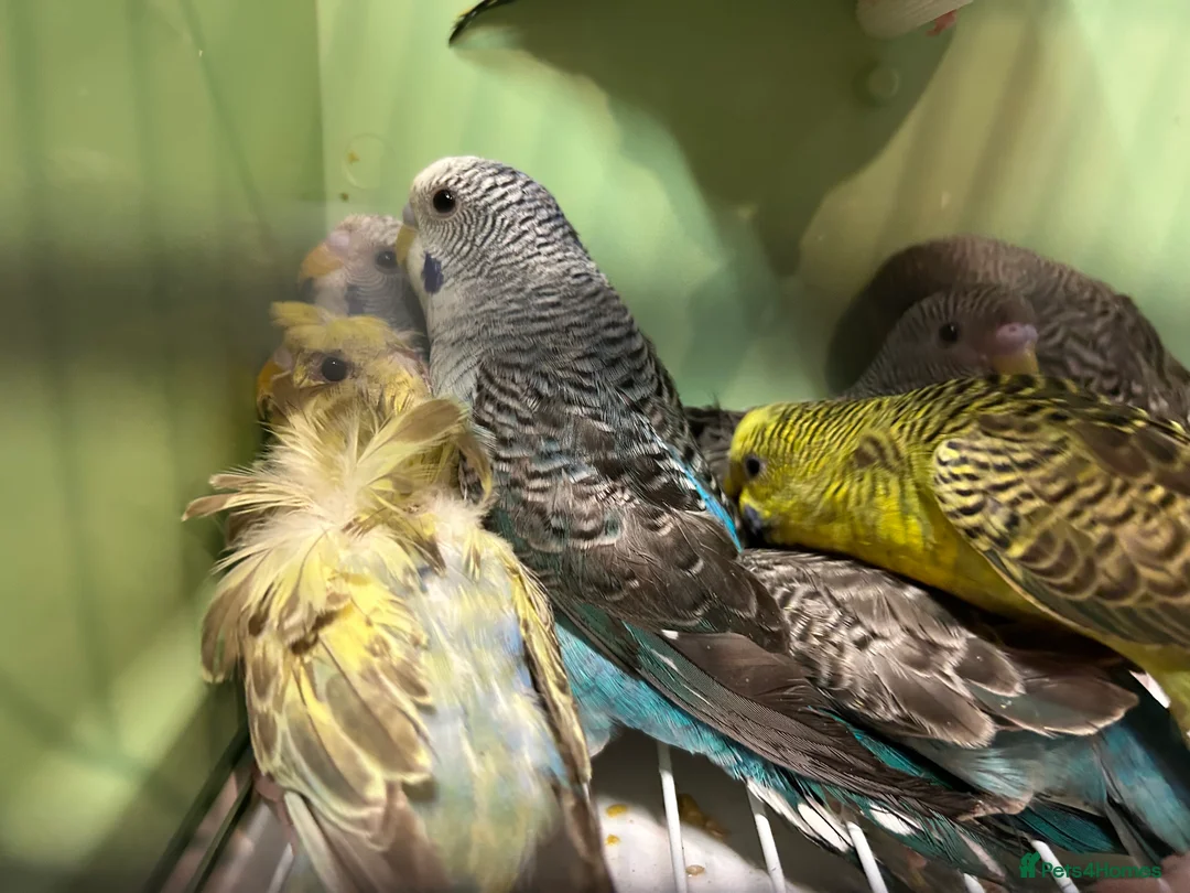 Budgerigars birds for sale: Black face and black wing budgies - Advert 4