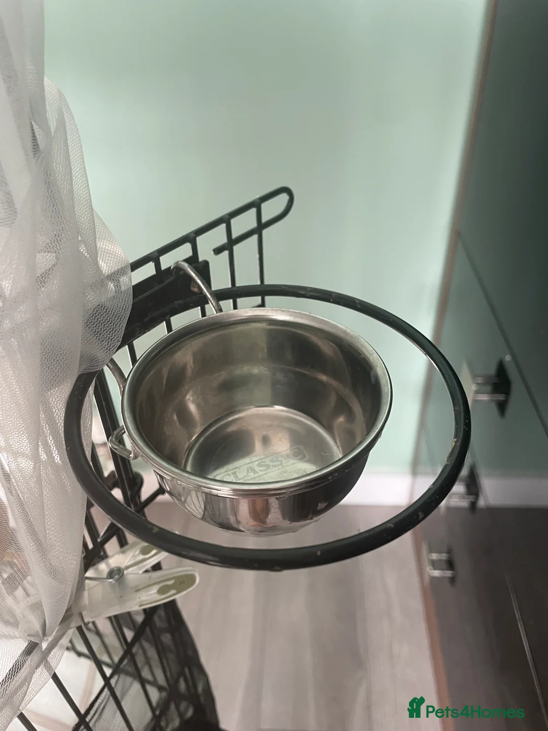 Canaries birds for sale: Canaries as a pair for sale - Advert 9