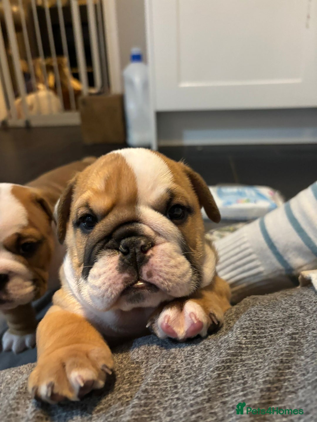 English Bulldog dogs for sale: Champion Sired KC Reg Bulldog Puppies  - Advert 18