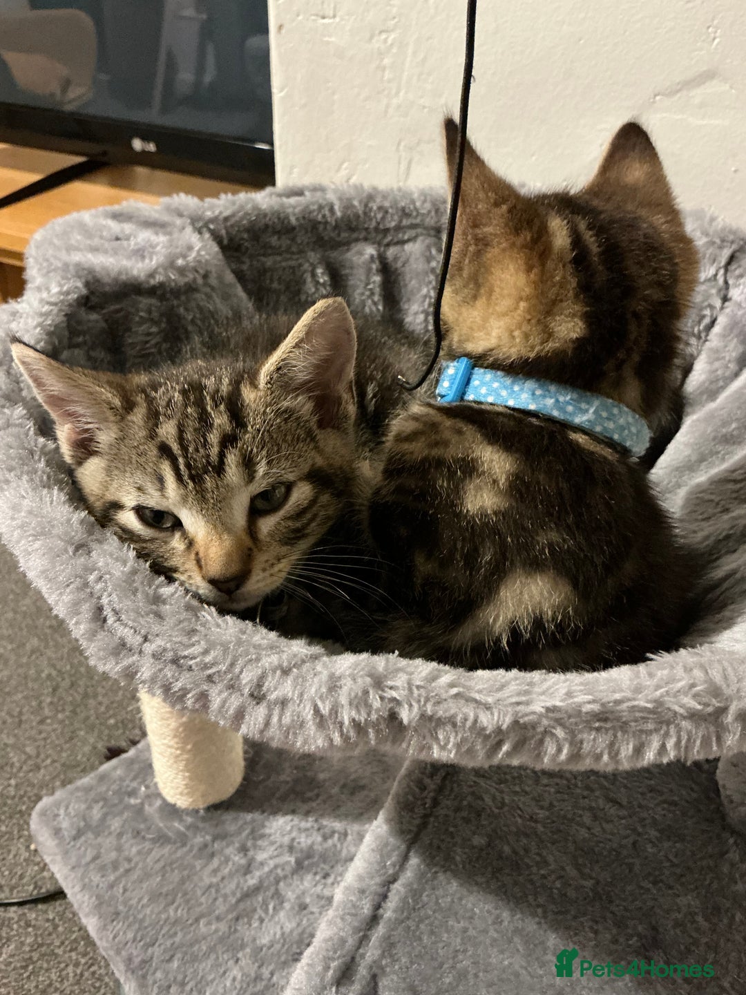 Mixed Breed cats for sale: 2 tabby males - Image 2