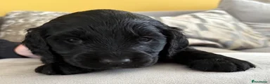 Cocker Spaniel 2
