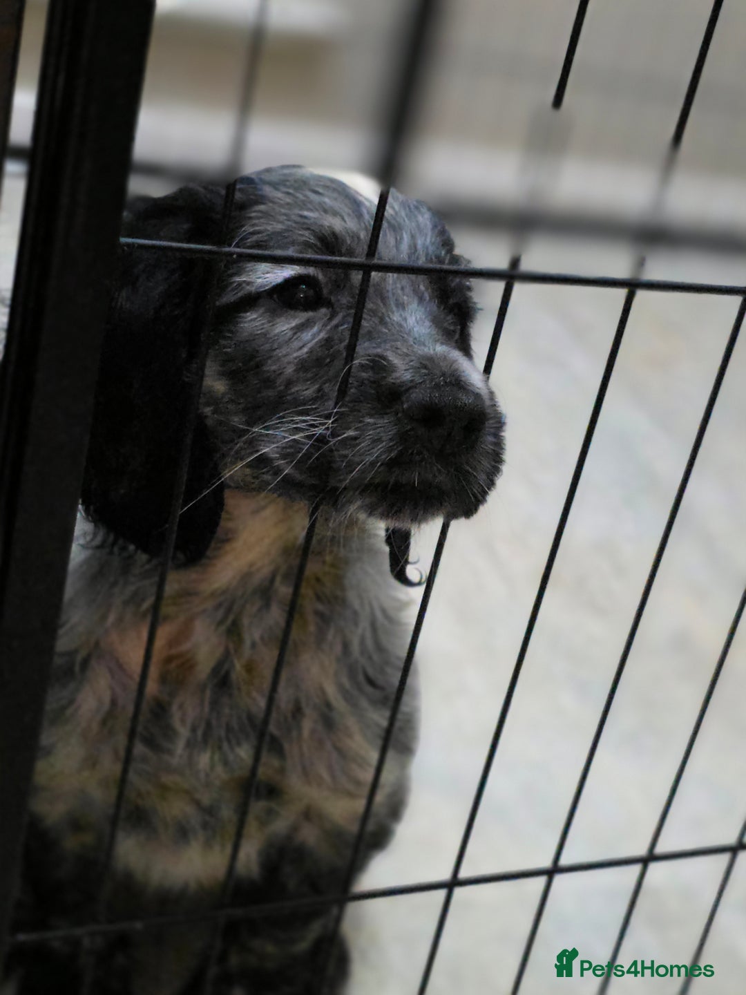 Cocker Spaniel dogs for sale: 1 left Working coker spaniel  - Advert 13