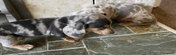 Dachshund dogs for sale: Gorgeous dachshund puppies deposit secure  - Advert 19