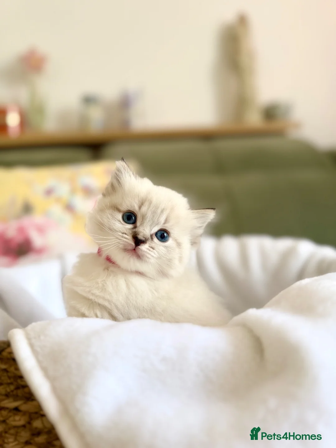 Mixed Breed cats for sale: Fluffy Siberian X Ragdoll female🩷 - Advert 2
