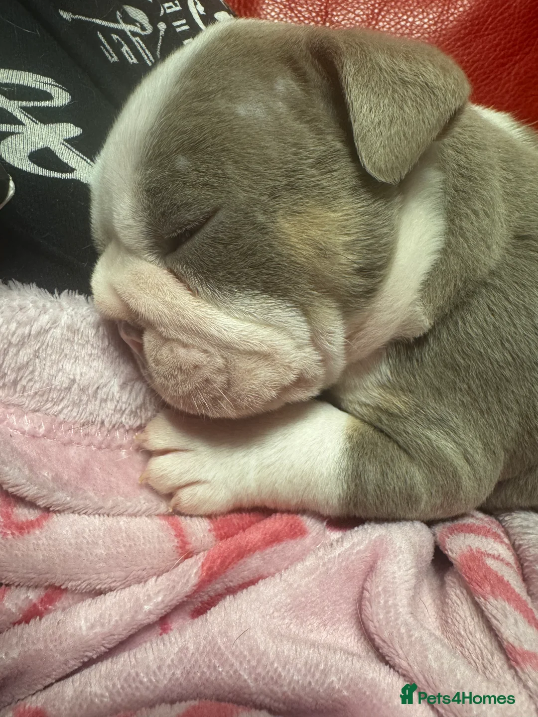 English Bulldog dogs for sale: 3 beautiful English bull dogs - Advert 2