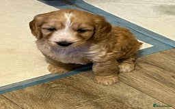 Cockapoo dogs for sale: 7 beautiful cockapoos baby’s  - Image 30