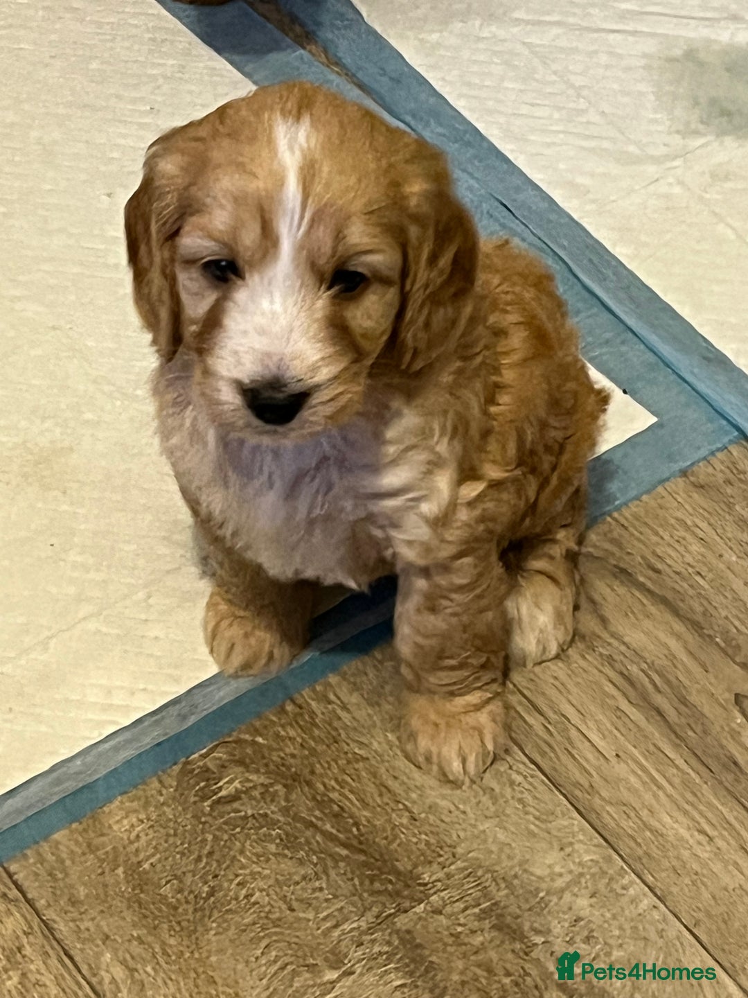 Cockapoo dogs for sale: 7 beautiful cockapoos baby’s  - Image 30