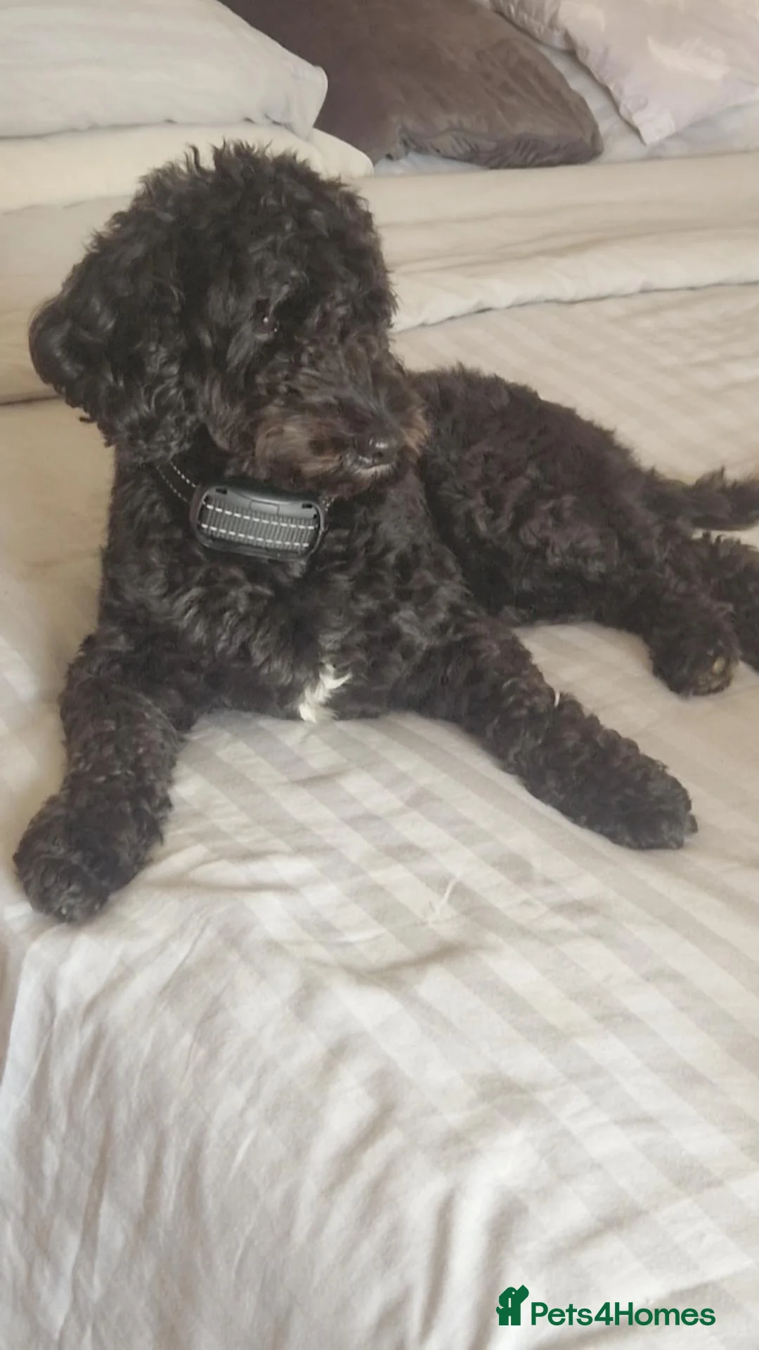 Cockapoo dogs for sale: Beautiful miniature/toy cockerpoos  in Huddersfield - Advert 2