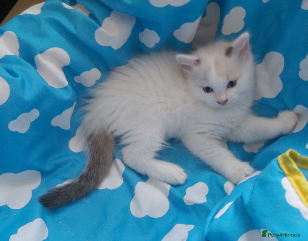 Ragdoll cats for sale: RAGDOLLS BOYS BLUE EYES VACCINATED MICROCHIPED  - Image 18