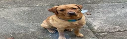 Labrador Retriever dogs for stud: Available for stud - Advert 3