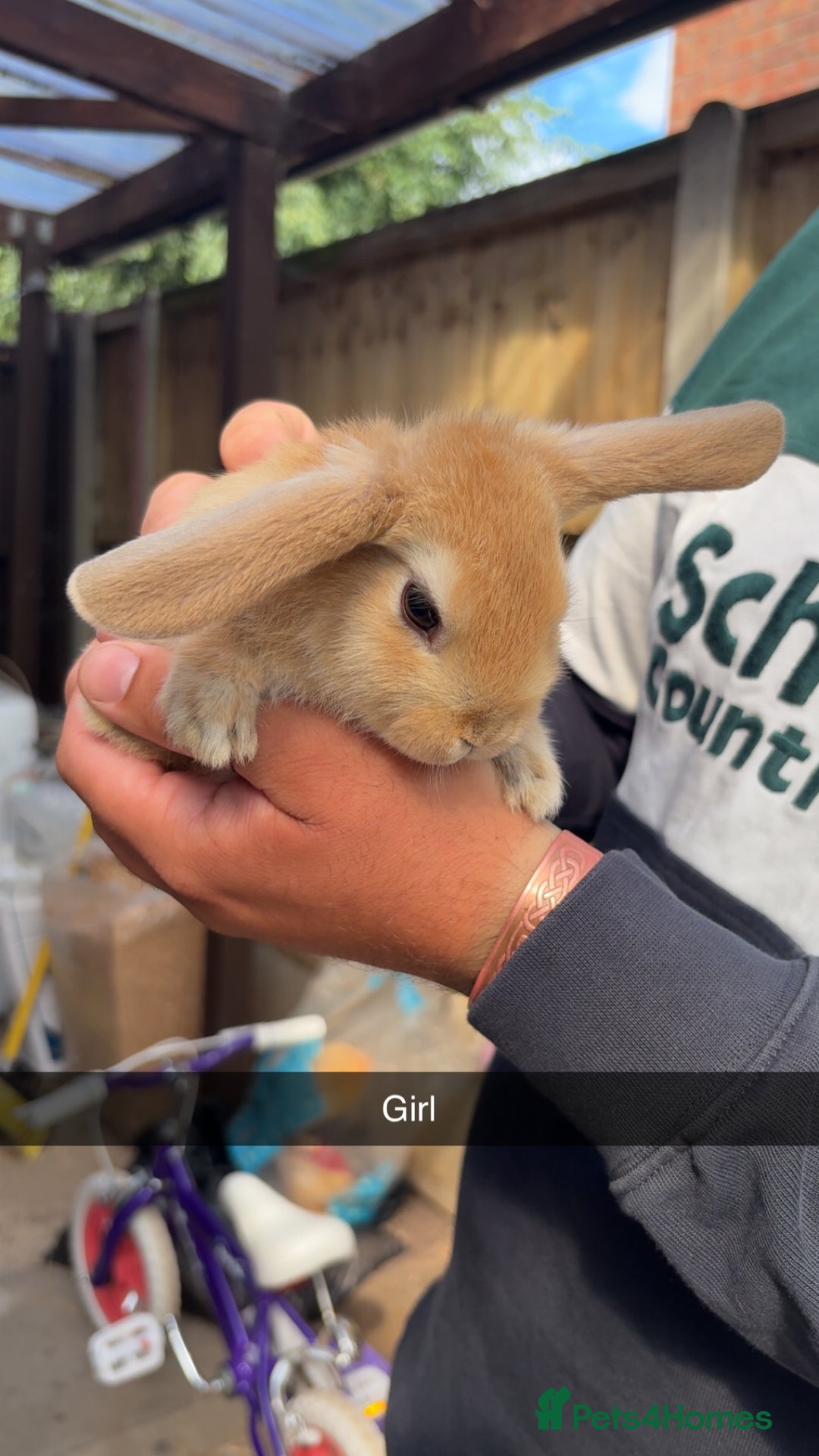 Rex rabbits for sale: Rex cross Mini Lop  - Image 11
