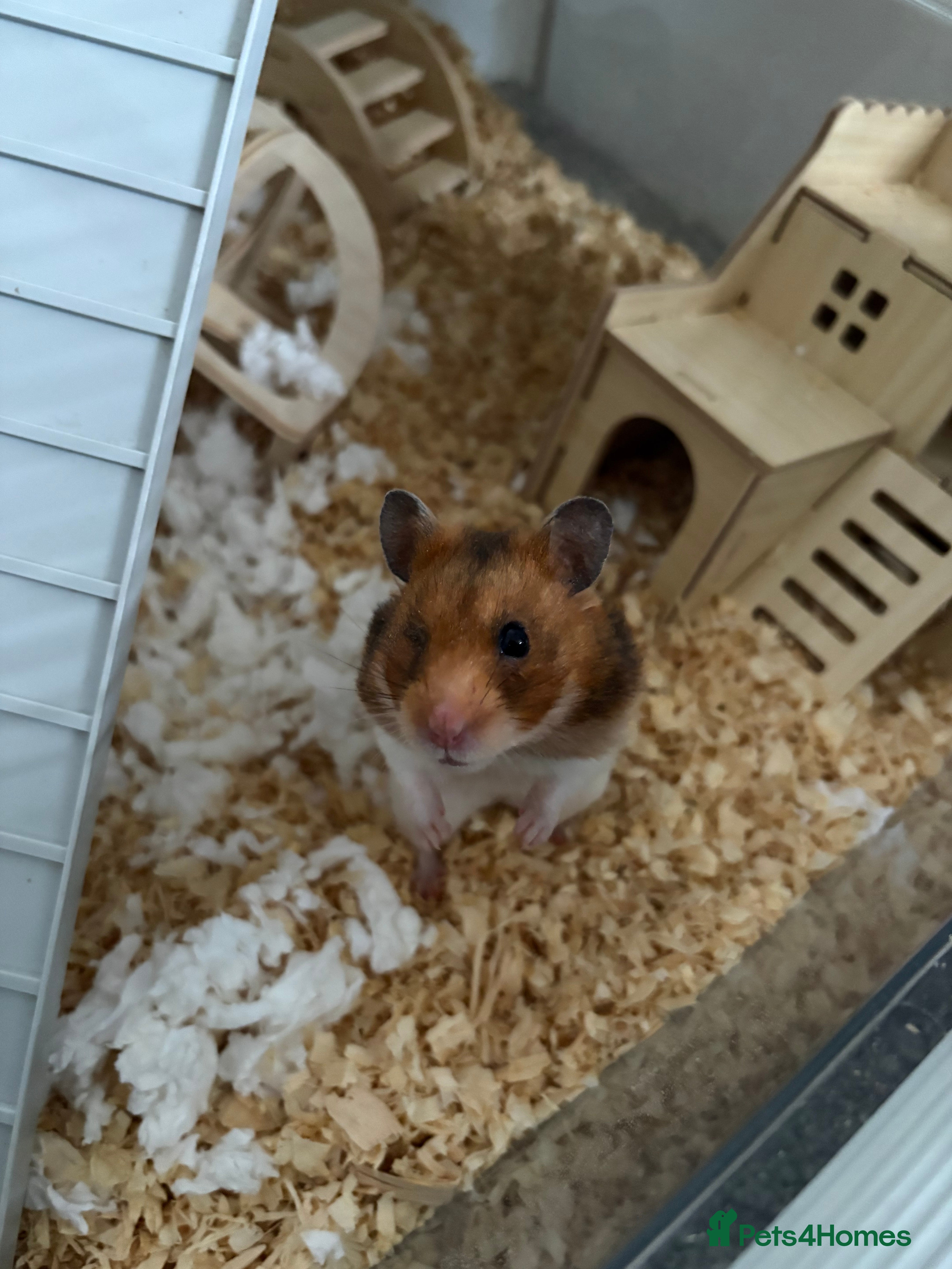 Hamster rodents Hamster full setup - Advert 1