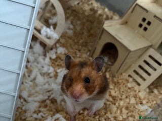 Hamster rodents Hamster full setup - Advert 1