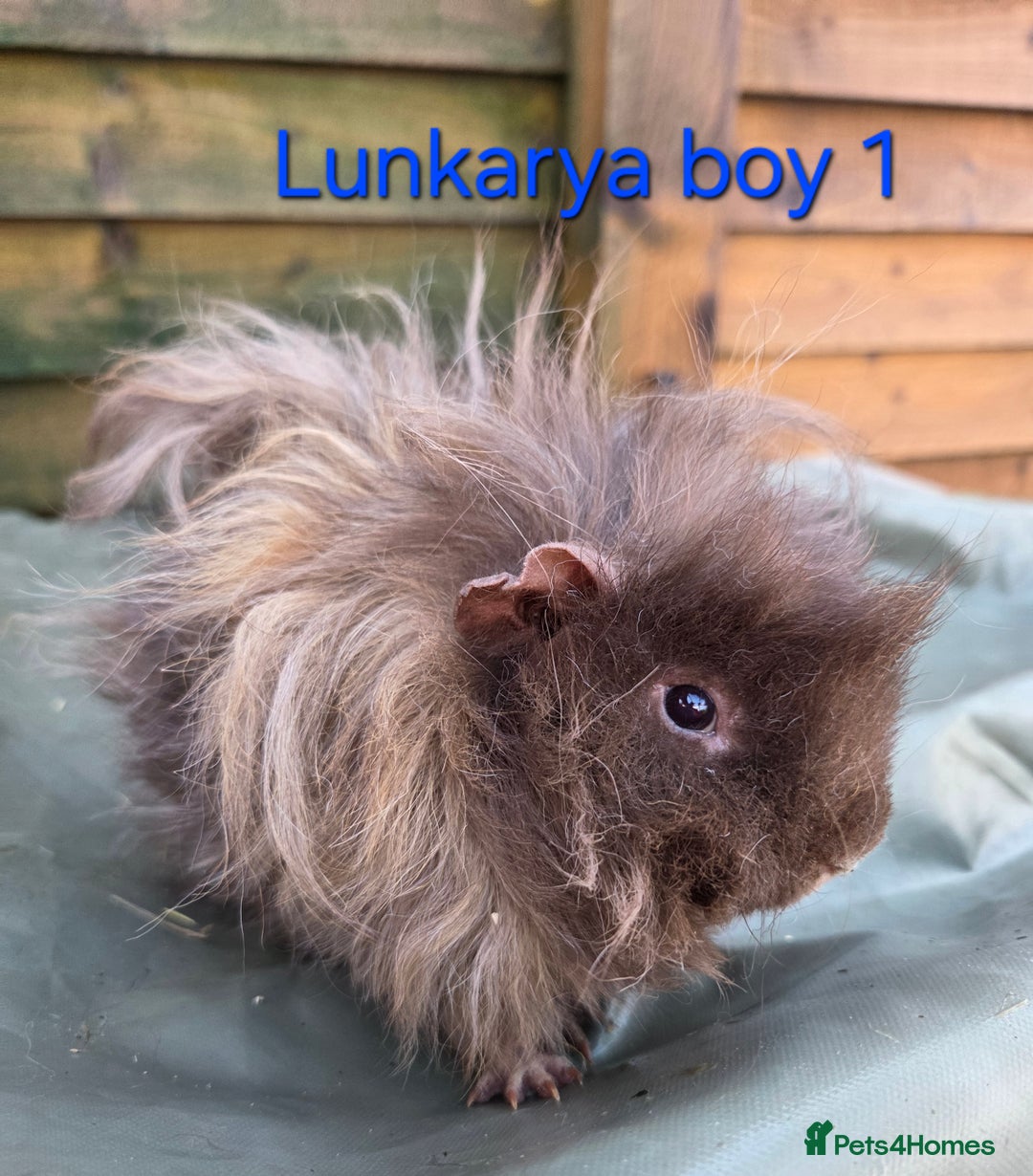 Guinea Pig rodents for sale: Variety of young guinea pigs - Advert 14